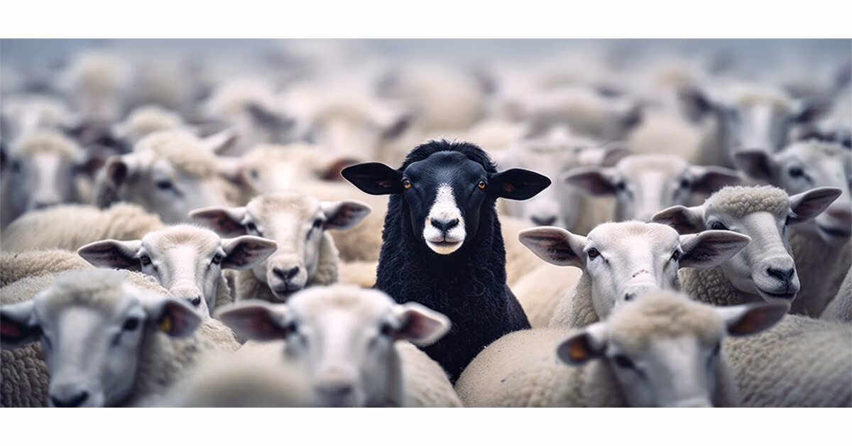Black sheep standing in a group of white sheep