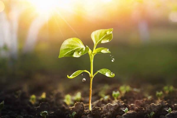 Young green seedling sprouting from soil in warm sunlight